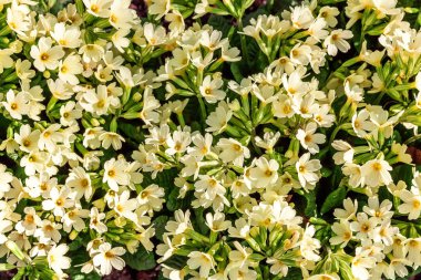 Sarı çiçekli çuha çiçeği