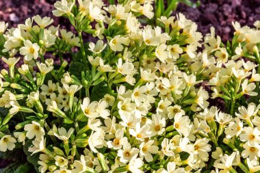 Sarı çiçekli çuha çiçeği