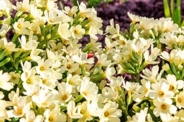 Sarı çiçekli çuha çiçeği