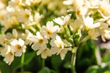 Sarı çiçekli çuha çiçeği