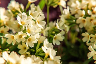 Sarı çiçekli çuha çiçeği