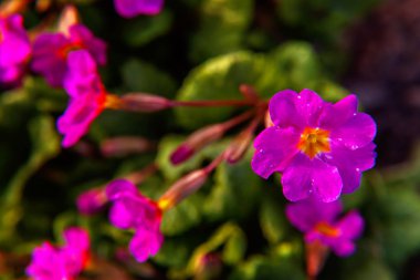 Pembe çiçekli çuha çiçeği