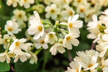 Sarı çiçekli çuha çiçeği