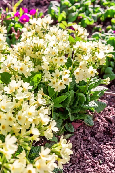 Primrose with yellow flowers — Stock Photo, Image