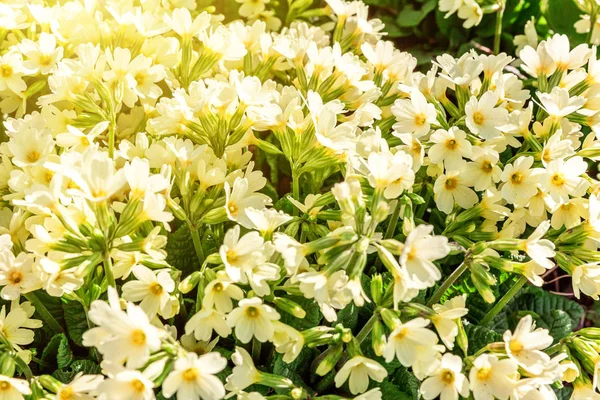 Sarı çiçekli çuha çiçeği