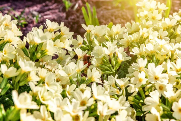 Onagra con flores amarillas —  Fotos de Stock