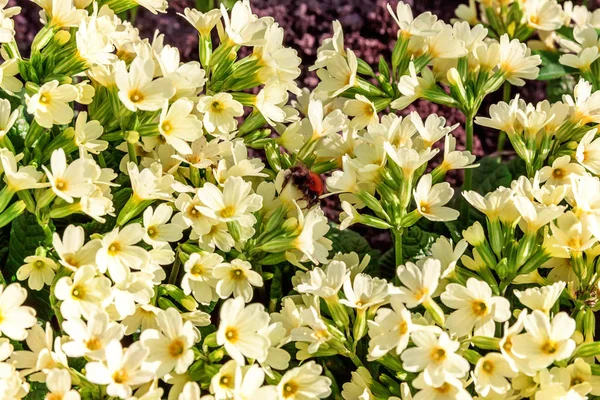 Sarı çiçekli çuha çiçeği