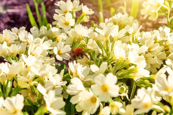 Onagre aux fleurs jaunes — Photo