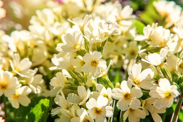 Onagra con flores amarillas — Foto de Stock