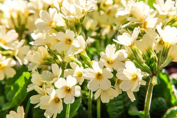 Onagra con flores amarillas —  Fotos de Stock