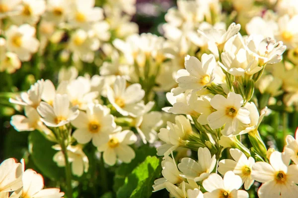 Onagra con flores amarillas —  Fotos de Stock