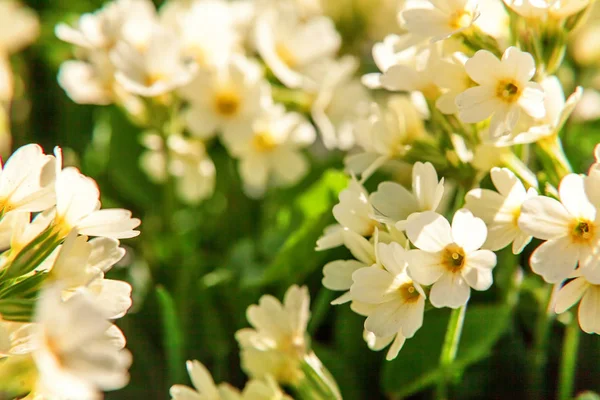 Onagra con flores amarillas — Foto de Stock