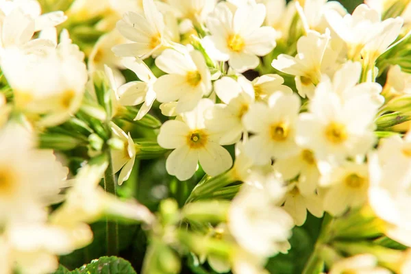 Primrose żółty kwiaty — Zdjęcie stockowe