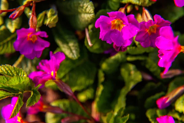 Primrose with pink flowers — Stock Photo, Image