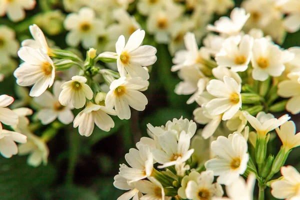 Sarı çiçekli çuha çiçeği