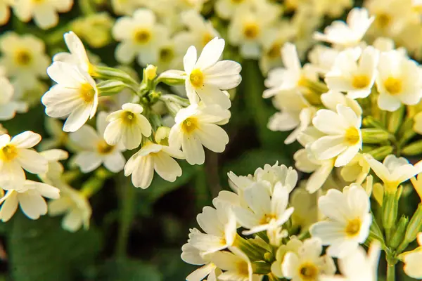 Onagra con flores amarillas —  Fotos de Stock