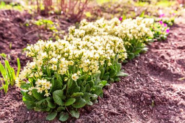 Sarı çiçekli çuha çiçeği