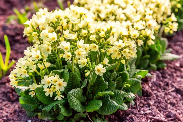 Onagra con flores amarillas — Foto de Stock