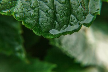 Bağcılık şarap sanayi. Damla yağmur suyu üzerinde Yeşil üzüm yaprakları bağ