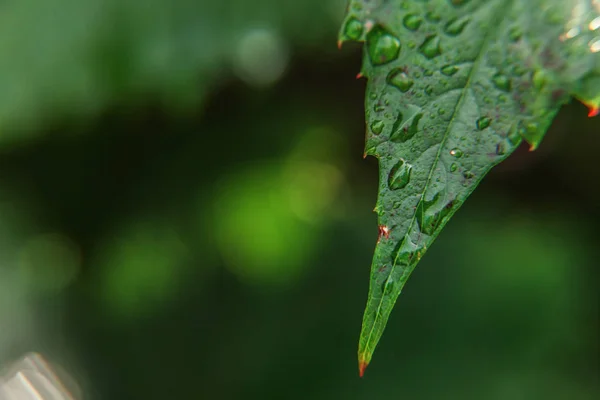 Indústria vitivinícola. Gotas de água da chuva em folhas de uva verde na vinha — Fotografia de Stock