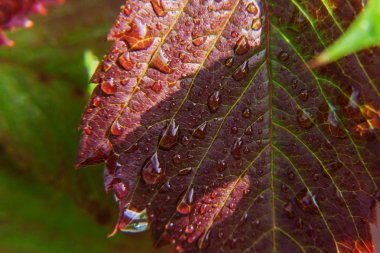 Bağcılık şarap sanayi. Damla yağmur suyu üzerinde Yeşil üzüm yaprakları bağ