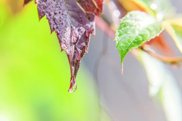 Indústria vitivinícola. Gotas de água da chuva em folhas de uva verde na vinha — Fotografia de Stock