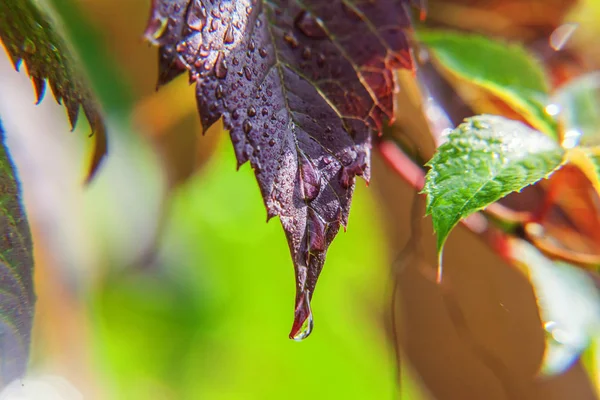 Szőlészeti-borászati ágazat. Csepp eső víz zöld szőlő szőlő levelek — Stock Fotó