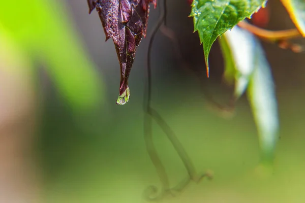 Industria vitivinícola. Gotas de agua de lluvia sobre hojas de uva verde en el viñedo — Foto de Stock