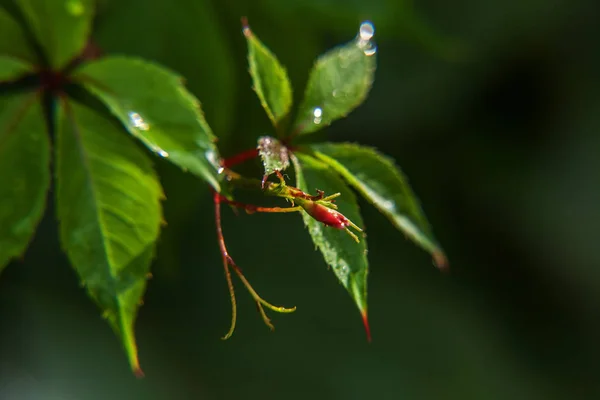 Industria vitivinícola. Gotas de agua de lluvia sobre hojas de uva verde en el viñedo —  Fotos de Stock