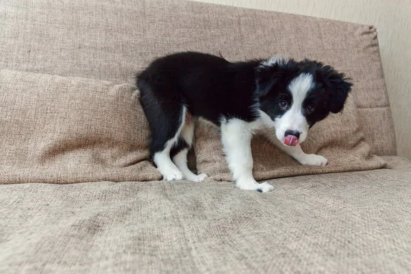 Roliga porträtt av söt var valp hund bordercollie hemma — Stockfoto