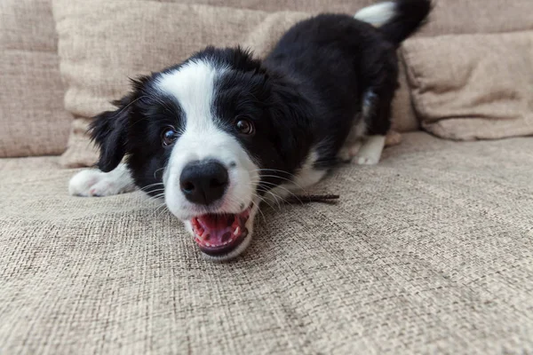 Αστεία πορτρέτο του περιποιημένο χαριτωμένο κουτάβι σκυλί κόλλεϊ συνόρων στο σπίτι — Φωτογραφία Αρχείου