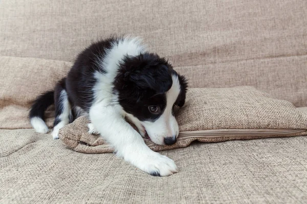Komik şirin güleryüzlü köpek yavrusu köpek kenar kömür ocağı evde portresi — Stok fotoğraf