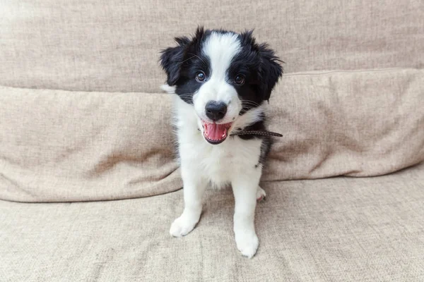 Zabawny portret cute smilling puppy pies Graniczyć Górnik w domu na kanapie czeka nagroda — Zdjęcie stockowe