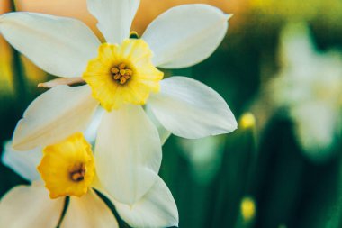 Yatakta çiçeklenme Narcissus nergis. Inspirational doğal çiçek bahar veya yaz bahçe veya Park arka plan çiçeklenme