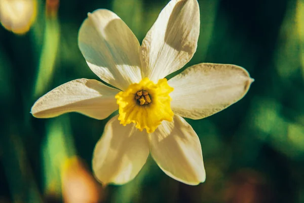 Narciso fiorito narcisi a letto. Ispirazione naturale floreale primavera o estate fioritura giardino o parco sfondo — Foto Stock