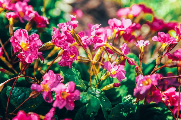 분홍색 꽃과 프림 로즈. 영감을 주는 자연 꽃 봄 또는 여름 개화 정원 또는 공원 배경 — 스톡 사진