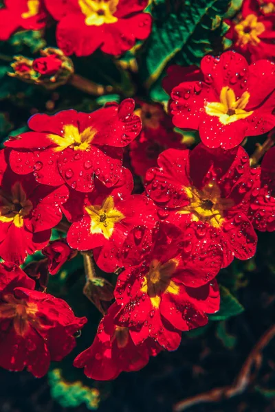 Primrose met rode bloemen. Inspirerende natuurlijke bloemen lente of zomerbloeiende tuin of Park achtergrond — Stockfoto