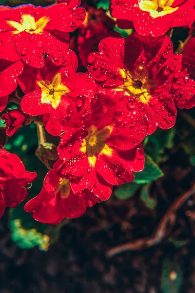 Primrose met rode bloemen. Inspirerende natuurlijke bloemen lente of zomerbloeiende tuin of Park achtergrond — Stockfoto