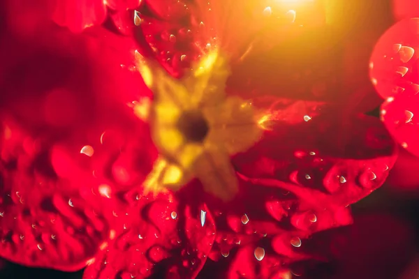 Primrose con fiori rossi. Ispirazione naturale floreale primavera o estate fioritura giardino o parco sfondo — Foto Stock
