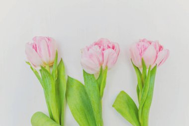 Buket taze Pembe Lale çiçek rustik Beyaz ahşap zemin üzerinde