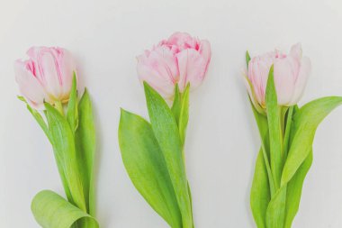 Buket taze Pembe Lale çiçek rustik Beyaz ahşap zemin üzerinde
