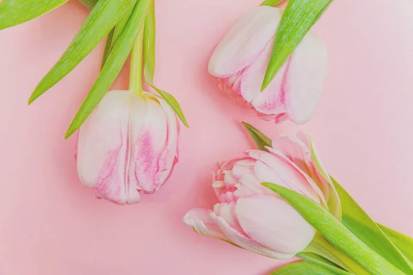 Букет з свіжих рожевих тюльпанів на рожевому фоні — стокове фото