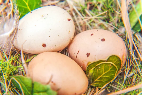 Пасхальные яйца в гнезде на деревенских деревянных досках — стоковое фото