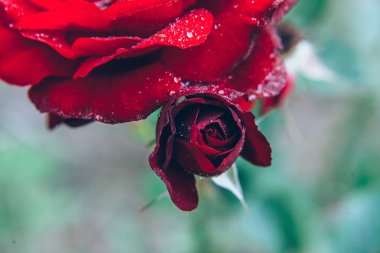 Güzel kırmızı gül çiçekler yaz aylarında yağmur sonra damla ile. İlham verici doğal çiçek bahar Çiçek Bahçe veya park