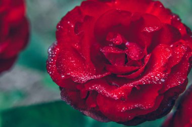 Güzel kırmızı gül çiçekler yaz aylarında yağmur sonra damla ile. İlham verici doğal çiçek bahar Çiçek Bahçe veya park