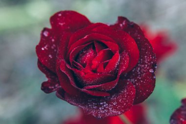 Güzel kırmızı gül çiçekler yaz aylarında yağmur sonra damla ile. İlham verici doğal çiçek bahar Çiçek Bahçe veya park