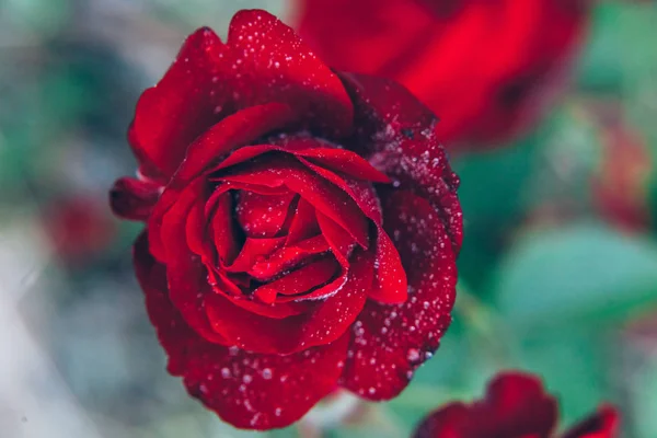 Prachtige rode roos bloemen met druppels na regen in de zomer. Inspirerende natuurlijke floral voorjaar bloeiende tuin of park — Stockfoto