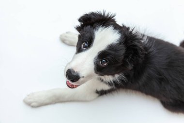 Komik stüdyo portre sevimli güleryüzlü köpek yavrusu köpek kenar kömür ocağı beyaz arka plan üzerinde