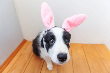 Mutlu Paskalya kavramı. Komik şirin güleryüzlü köpek yavrusu köpek kenar kömür ocağı evde Paskalya tavşan kulakları kapalı giyiyor portresi