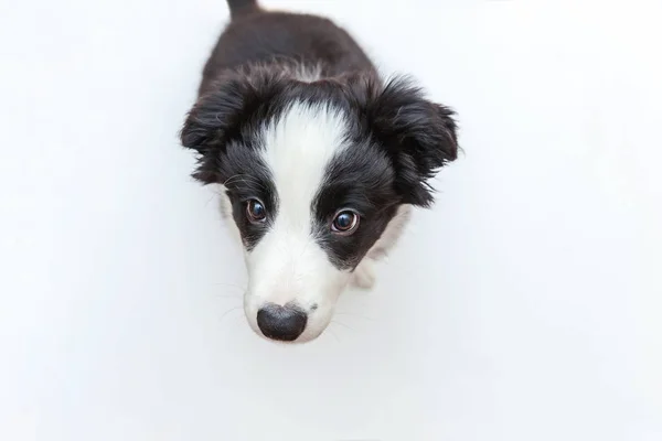 白地にかわいい smilling 子犬犬ボーダーコリーの面白いスタジオ ポートレート — ストック写真